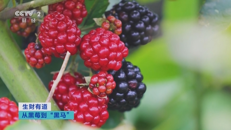 CCTV2《生財有道》走進百匯園 —— 從黑莓到“黑馬”